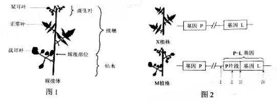 2019年高考理综压轴模拟试题(含答案) 2019年高考理综压轴模拟试题(含答案)