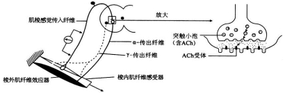 衡水金卷2021年高考模拟押题卷理综试题 衡水金卷2021年高考模拟押题卷理综试题